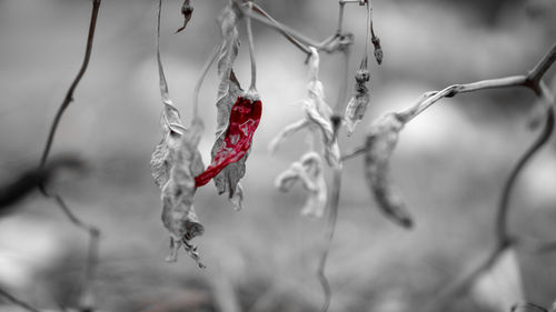 Close-up of red berries on twig