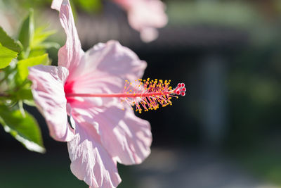 Close-up of pink hibiscus flower