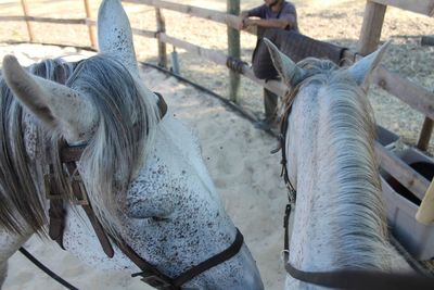 View of horse in ranch