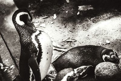 High angle view of penguin on rock