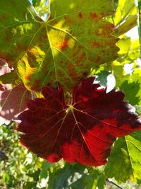 Close-up of red maple leaves on tree