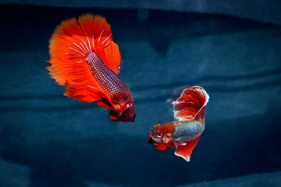 Close-up of fish swimming in sea