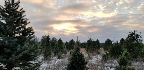 Panoramic shot of trees on landscape against sky