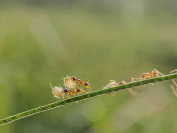 Close-up of insect on plant