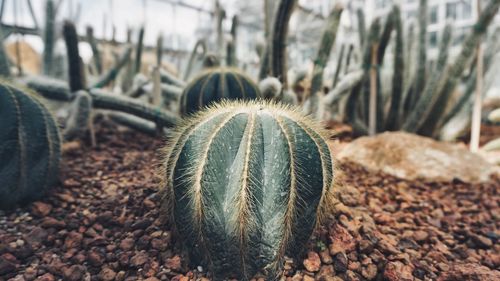 Close-up of succulent plant on field