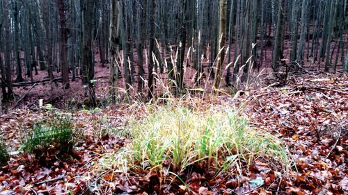 Plants growing on field