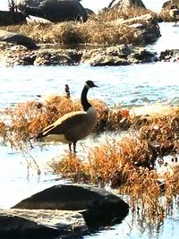 Duck swimming on lake