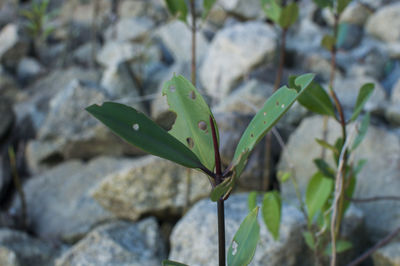 Close-up of insect on plant