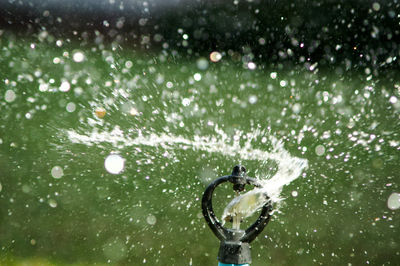 Water splashing on plant during rainy season