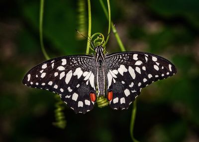 Close-up of butterfly on flower