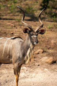 Close-up of male greater kudu standing staring