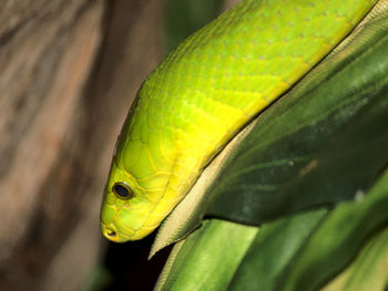 Close-up of snake on leaf