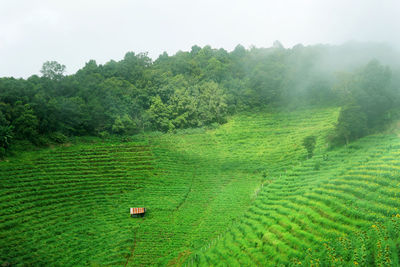 Scenic view of agricultural field