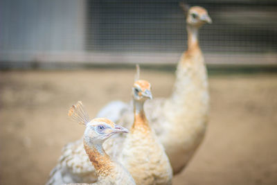 Close-up of birds against blurred background