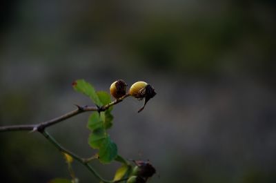 Close-up of insect on plant