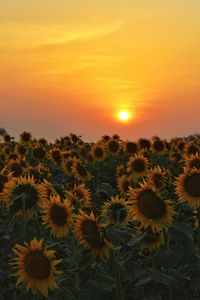 Scenic view of sunflower field against sky during sunset