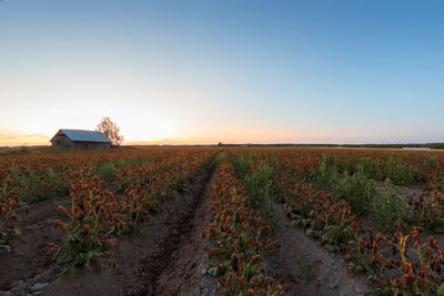 Scenic view of field against clear sky during sunset