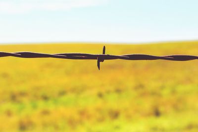 Barbed wire on grassy field against sky