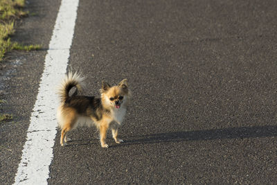 High angle view of dog on street