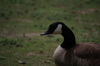 Close-up of duck