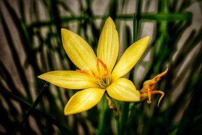 Close-up of yellow flower