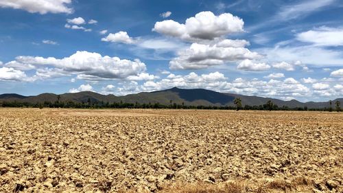 Scenic view of agricultural field against sky