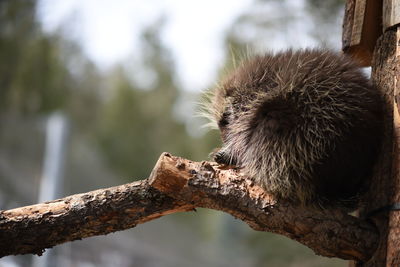 Close-up of squirrel on tree trunk