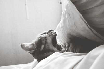 Close-up of cat resting on bed at home