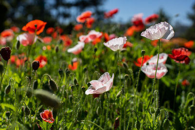 Close-up of red poppy flowers growing on field