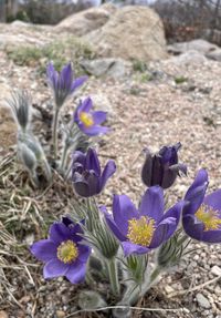 flowering plant