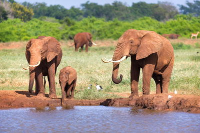 View of elephant drinking water