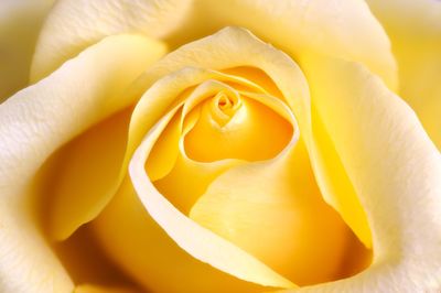 Close-up of yellow rose