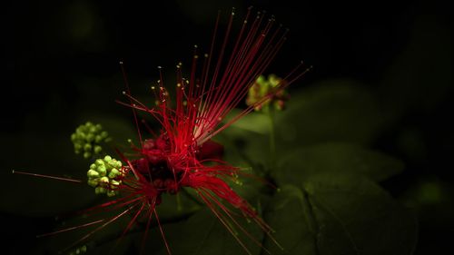 Close-up of red flower