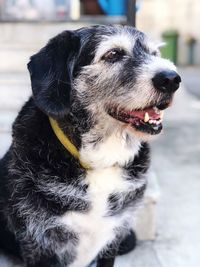 Close-up of dog looking away