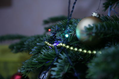 Close-up of christmas tree