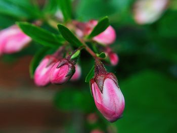 Close-up of pink flower buds