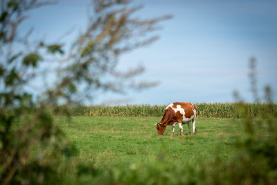 Horse grazing in a field