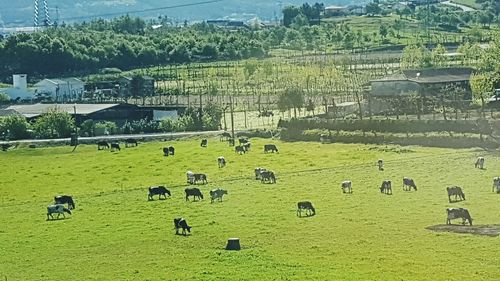 View of sheep grazing on field