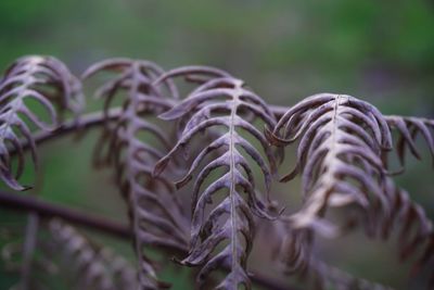 Close-up of dry fern outdoors