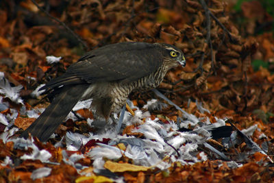 Close-up of birds on field during autumn