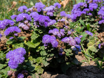 Close-up of purple flowers blooming outdoors