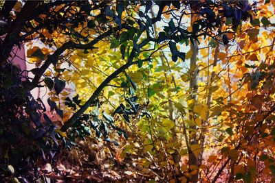 Low angle view of tree in autumn