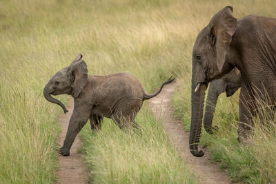 Side view of elephants walking on grassy land