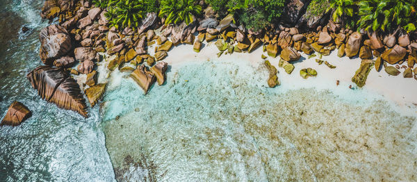 View of turtle in sea