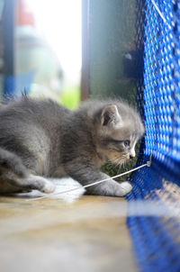 A kitten play alone in a cage