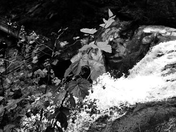 View of plants during winter