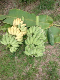 View of fruits growing in field