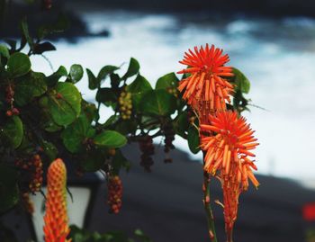 Close-up of insect on red flower