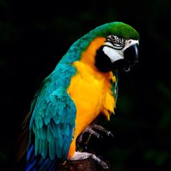 Close up of multi colored animal