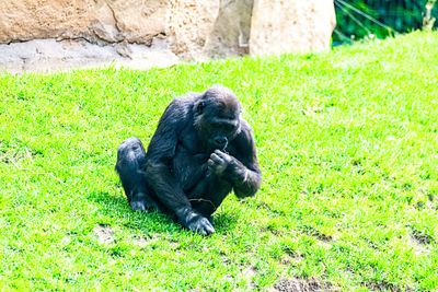 Monkey sitting on grass in zoo